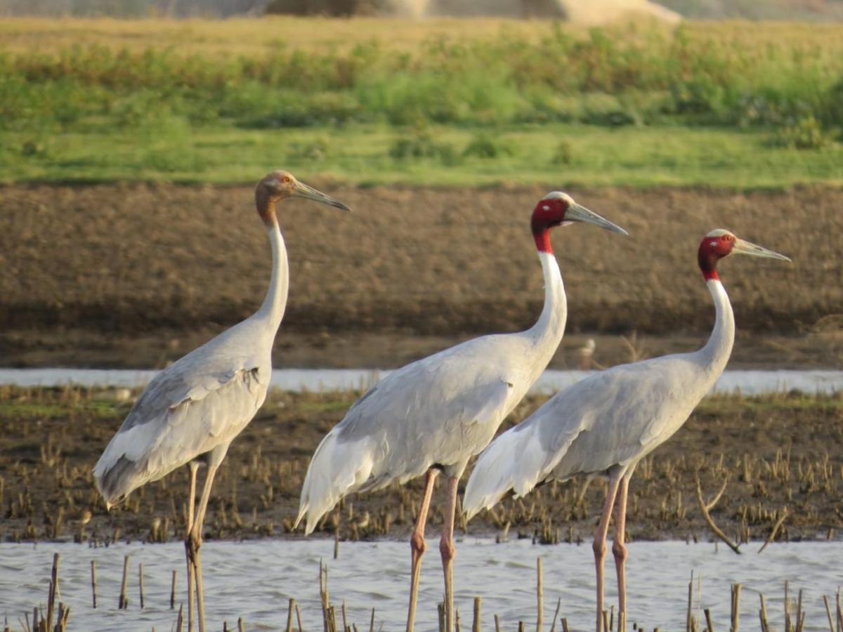 Clarks Safari Jawai Hotel Jawai Bandh Bagian luar foto